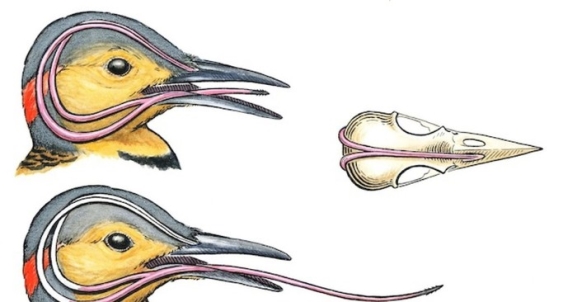 У дятла язык обернут вокруг черепа Орнитология, Птицы